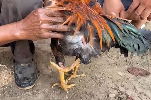 Con gà 3 chân được trả 74 triệu đồng, người đàn ông quyết không bán