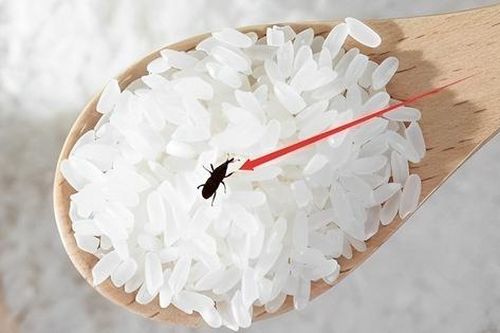 Cho ngay thứ quen thuộc này vào, gạo để cả năm mối mọt không 'bén mảng'