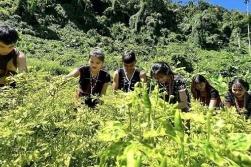 Thứ quả dại trên rừng thành đặc sản 'nức tiếng' một vùng, giá nửa triệu đồng/kg