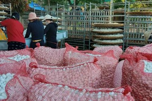 Gia Lai: Xã nghèo đổi thay nhờ mô hình trồng dâu nuôi tằm