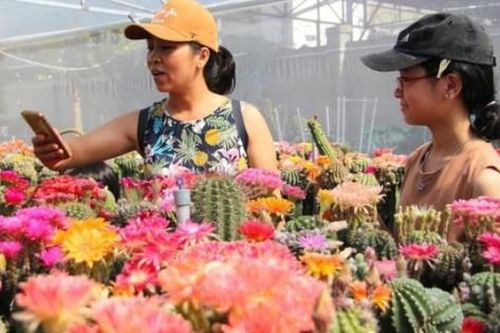 9x lai tạo xương rồng ra hoa đa màu sắc kiếm chục triệu mỗi tháng