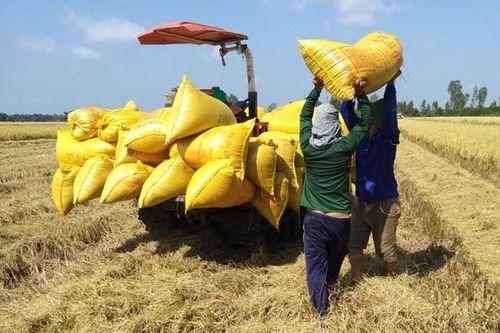 ĐBSCL thích ứng biến đổi khí hậu trong sản xuất nông nghiệp