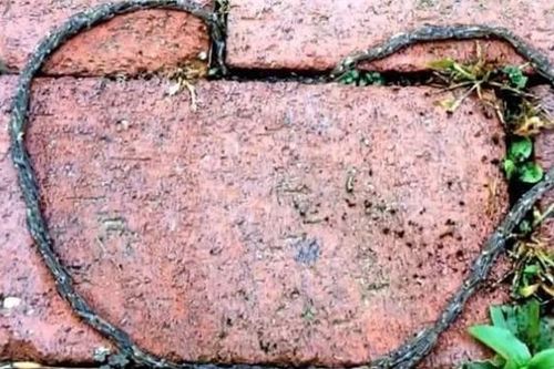 Một con rắn nghìn chân được phát hiện ở Shennongjia, có thể hồi sinh sau khi bị đứt thành nhiều mảnh? Chuyên gia: Đây là một thảm họa