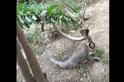 Clip: Cuộc chiến khốc liệt của rắn chuột Ấn Độ với cầy Mangut