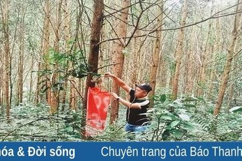Thạch Thành nâng cao giá trị rừng trồng