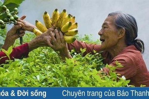 Bơ, đừng khóc!