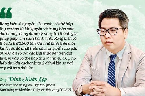 Rong biển khơi dậy tiềm năng kinh tế xanh của Việt Nam