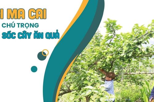 Si Ma Cai chú trọng chăm sóc cây ăn quả