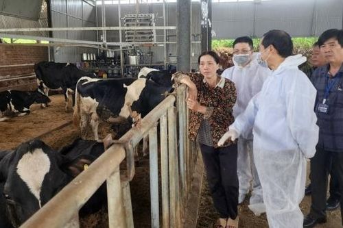 Thành lập Tổ công tác hỗ trợ bồi thường thiệt hại trên đàn bò sữa bị bệnh