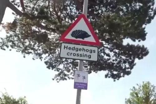 Hy hữu thủ đô London (Anh) dành riêng lối sang đường cho nhím