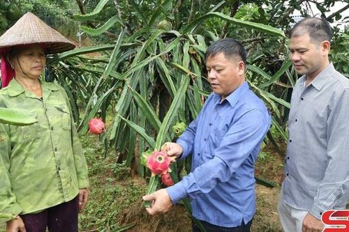 Cây thanh long ruột đỏ ở Sốp Cộp