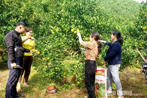Bảo vệ diện tích cam sành Hàm Yên