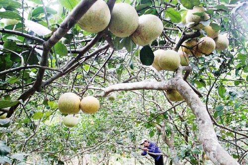 Nông dân thành thị làm giàu