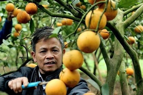 Cam bưởi Hòa Bình kết trái, sai cành nhờ Phân bón Văn Điển