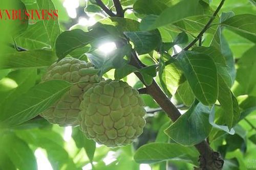 Bí kíp giúp nông dân La Hiên bắt núi đá cho thứ quả thơm ngon khác biệt