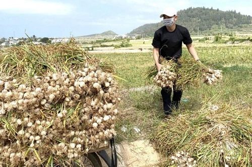 Loại gia vị nổi tiếng được trồng ở Lý Sơn 'được mùa, được giá', người dân thu gần nửa tỷ đồng mỗi hecta