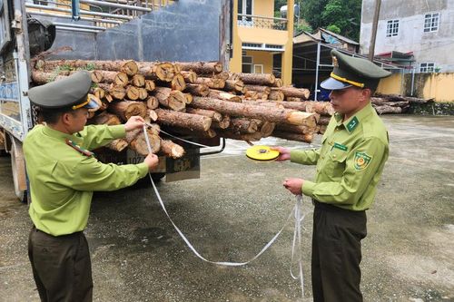 Bảo Lạc phát hiện và xử lý 21 vụ vi phạm Luật Lâm nghiệp