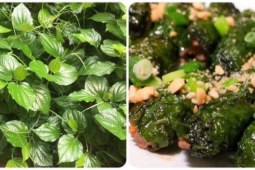 Lá lốt có tác dụng gì với sức khỏe?