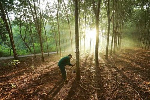 Doanh nghiệp Việt Nam ứng phó với quy định chống phá rừng của EU:Không để 'nước đến chân mới nhảy'
