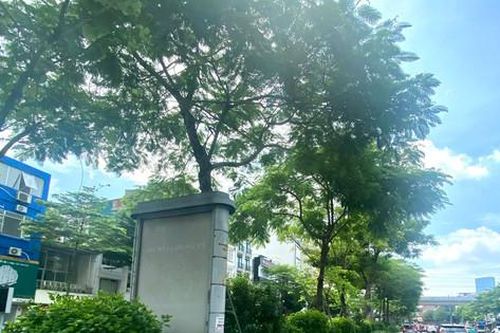 Cây xanh cho đô thị:Phải đẹp cảnh quan, hợp môi trường
