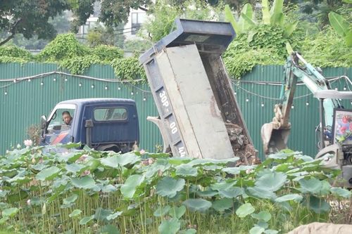 Ngang nhiên san lấp, lấn chiếm hồ Đầu Đồng