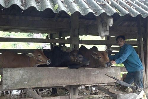 Cao Bằng: Nỗ lực di dời 100% gia súc ra khỏi gầm sàn nhà trong năm 2025