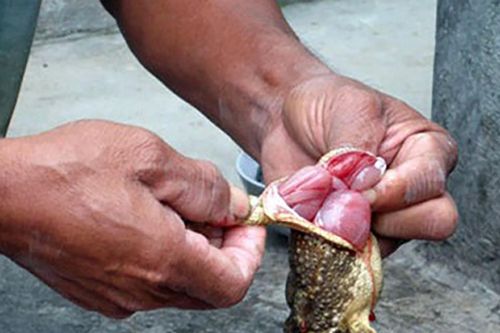 Cha tử vong, con trai cấp cứu nghi do ngộ độc sau khi ăn thịt cóc trong rừng