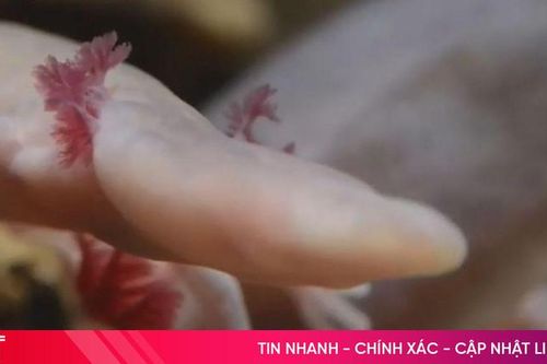 Hang động duy nhất chứa 'rồng non' quý hiếm