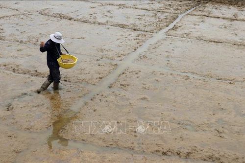 Giá lúa tăng, nông dân gieo sạ lúa Thu Đông không theo khuyến cáo