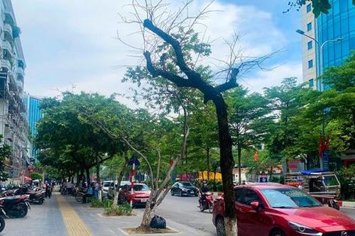 Hàng loạt cây xanh trên đường phố Hà Nội chết khô