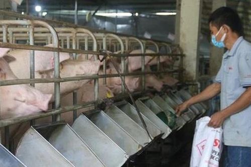 Một số chính sách hỗ trợ phát triển chăn nuôi từ 20/9