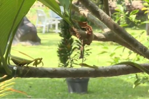 Clip: Coi thường đối thủ nhỏ bé, rắn độc trả giá bằng chính mạng sống của mình