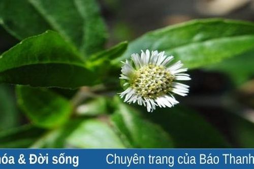 Đi tìm... cỏ mực
