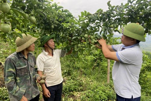 Giải pháp phát triển chanh leo bền vững