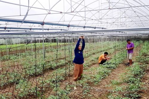 Nâng cao giá trị sản phẩm trên diện tích canh tác