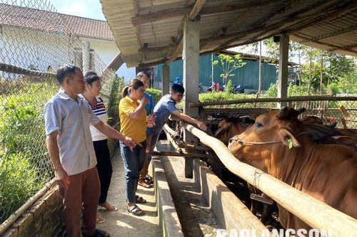 Anh Hiệu làm giàu từ chăn nuôi