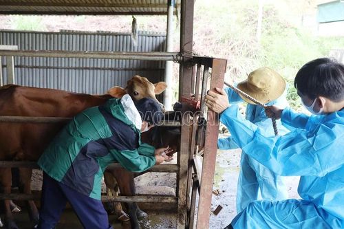Tỷ lệ bảo hộ vắc-xin lở mồm long móng trên đàn trâu, bò đạt 98%
