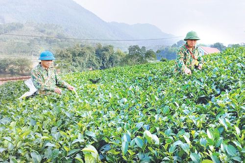 Kỳ II: phát triển nông nghiệp bền vững