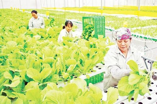 Khai thác hiệu quả thị trường nông sản trong nước