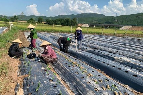 Sản phẩm và dịch vụ OCOP từ dược liệu