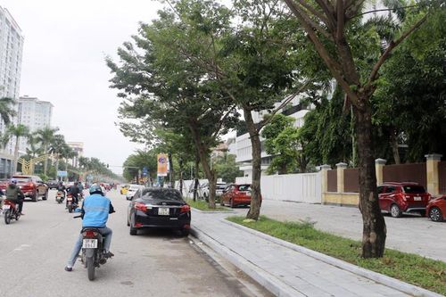 Nghệ An: Tăng cường bảo đảm an toàn trong quản lý cây xanh đô thị