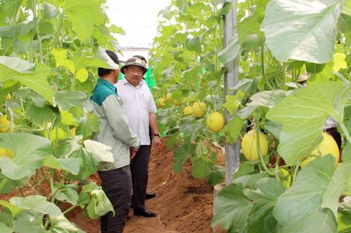 Ninh Thuận: Bước tiến mới trong phát triển kinh tế tập thể, hội nhập thị trường