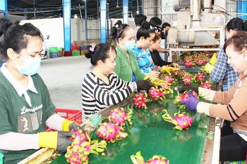 Chấm dứt điệp khúc 'chặt - trồng, trồng - chặt' thanh long ở Long An