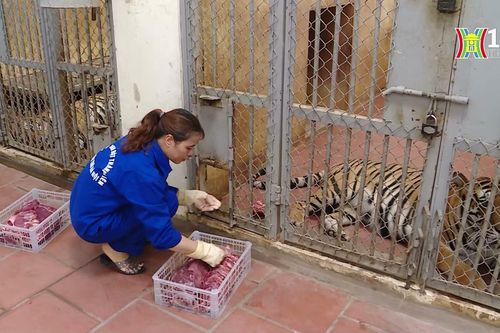 Người chăm sóc thú dữ ở vườn thú Hà Nội | Người tốt quanh ta | 21/08/2024