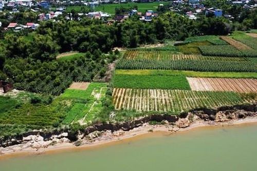 Sạt lở uy hiếp hàng trăm hộ dân dọc bờ sông Thu Bồn: Khẩn trương ứng phó, khắc phục