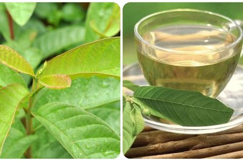 Tác dụng của lá ổi với sức khỏe
