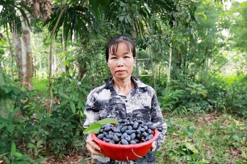 Nông dân thất thu vì thứ quả được ví như 'vàng đen' mất mùa