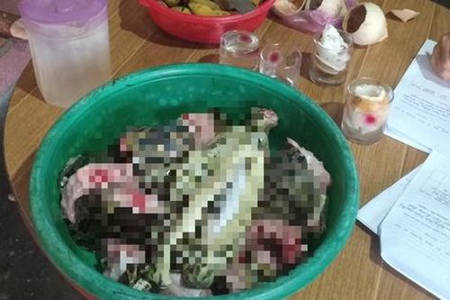 Phạt người phụ nữ cắt động vật quý hiếm trong sách Đỏ thành nhiều khúc