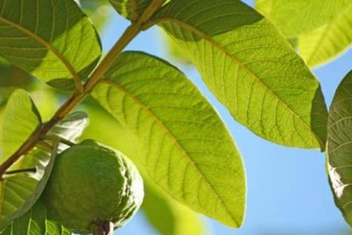 Bài thuốc chữa bệnh thường gặp từ lá ổi