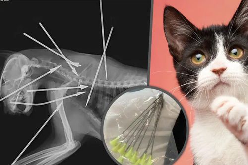 Hàng loạt mèo bị sát hại bằng phi tiêu gây sốc ở Trung Quốc